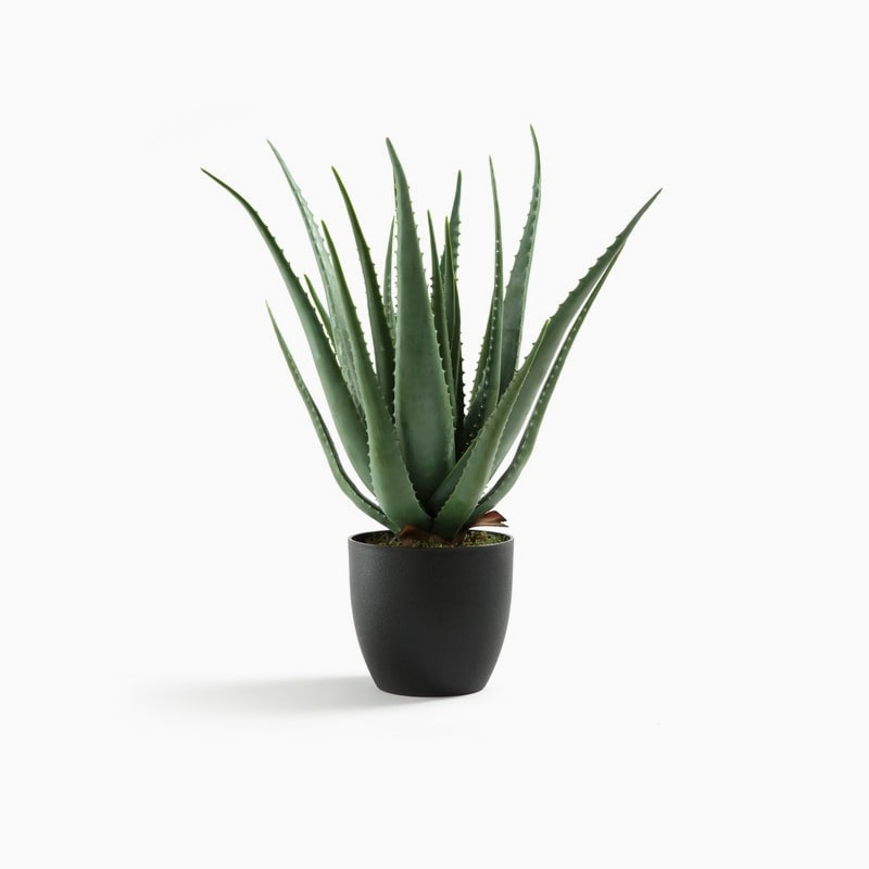 product-07 گلدان آپارتمانی زاموفیلیا - تصویر 1